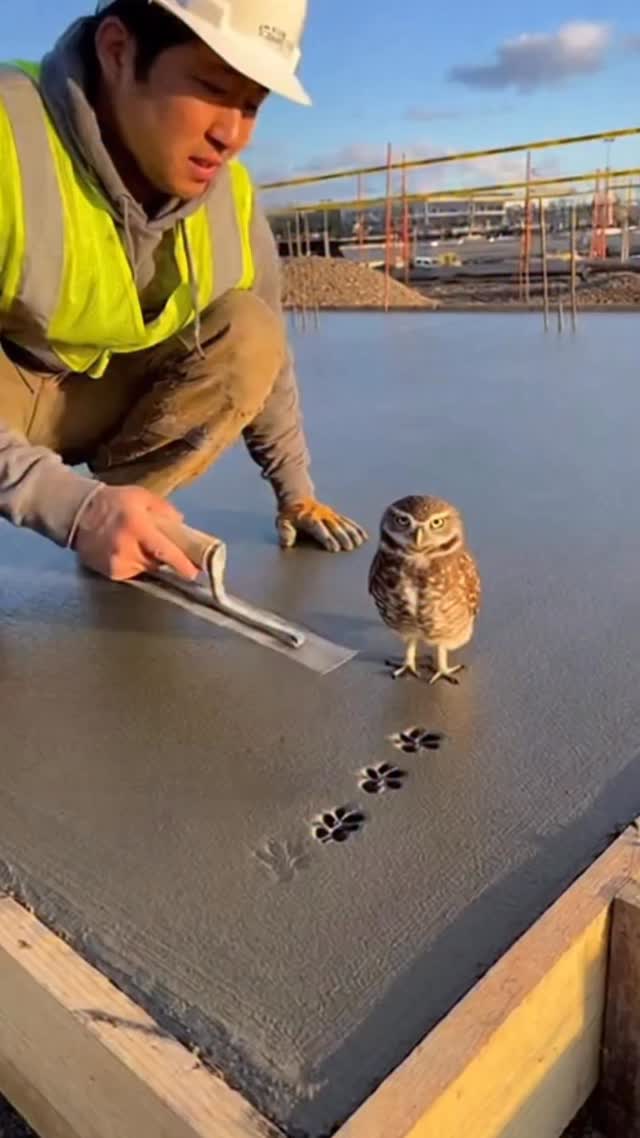 AIで制作した、工事現場を見守るフクロウの動画